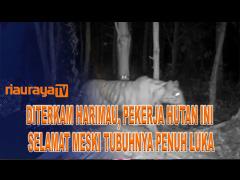 DITERKAM HARIMAU, PEKERJA HUTAN INI SELAMAT MESKI TUBUHNYA PENUH LUKA